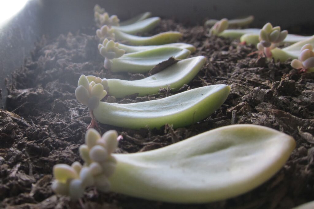 Leaf Propagation for Succulents