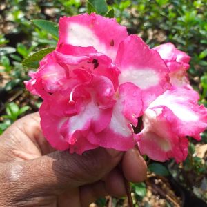 Azalea Leopold Astrid (Double Flower)
