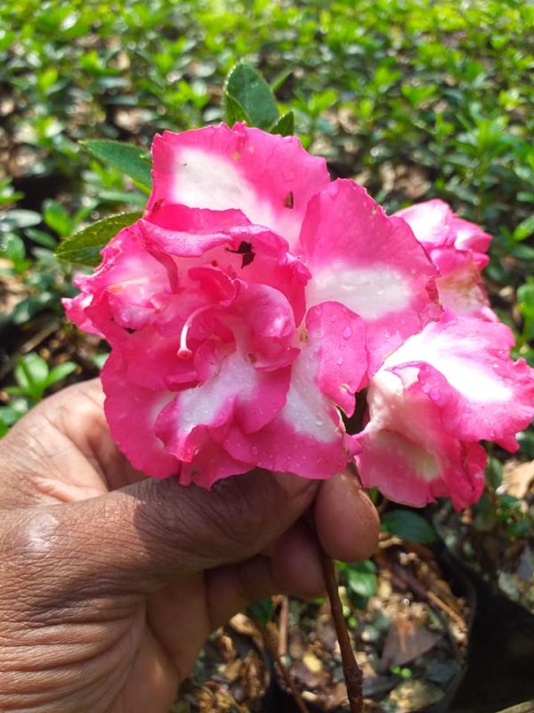 Azalea Leopold Astrid (Double Flower)