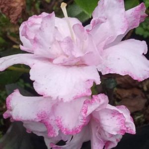 Azalea Light Pink Variegated (Double Flower)