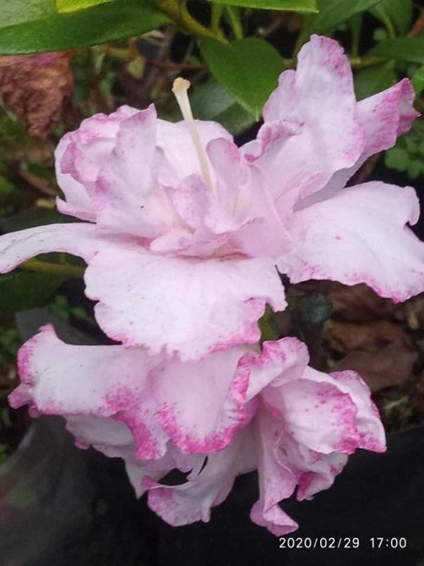 Azalea Light Pink Variegated (Double Flower)
