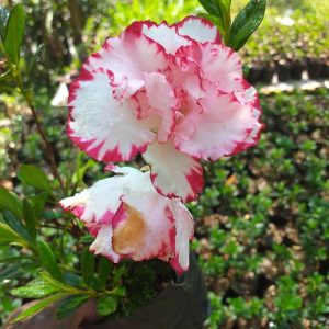 Azalea Albert Elizabeth (Double Flower)