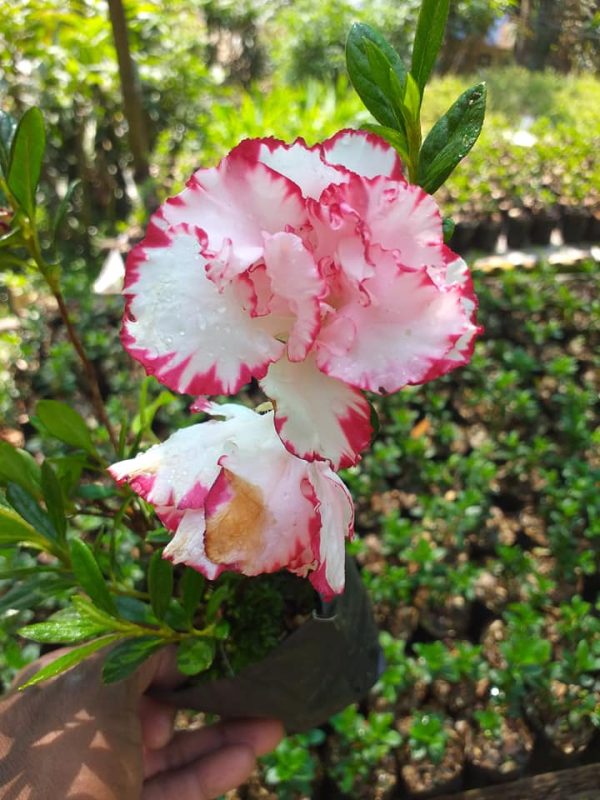 Azalea Albert Elizabeth (Double Flower)