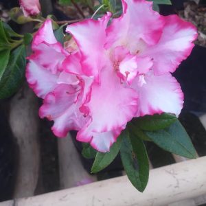 Azalea John Hearrens (Double) – Beautiful Double-Blooming Indoor & Outdoor Flowering Plant