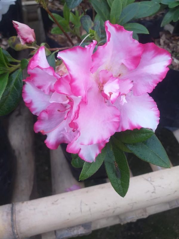 Azalea John Hearrens (Double) – Beautiful Double-Blooming Indoor & Outdoor Flowering Plant