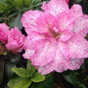 Azalea Pentandra Belgian Stripe (Double Flower)