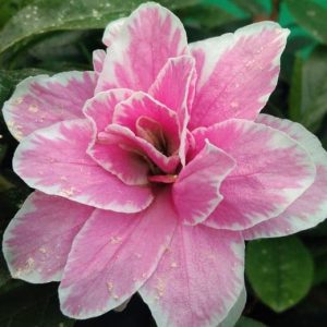 Azalea Lady Love (Double Flower)