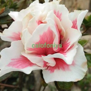 Azalea California Doll Hybrid (Double Flower)