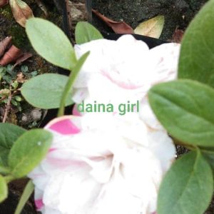 Azalea Diana Girl (Double Flower)