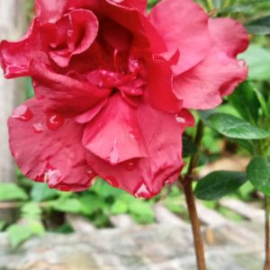 Azalea Super Red Flower (Double Flower)