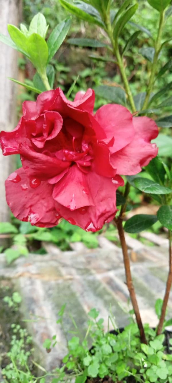 Azalea Super Red Flower (Double Flower)