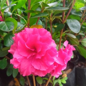 Azalea Shanghai Baby (Double Flower)