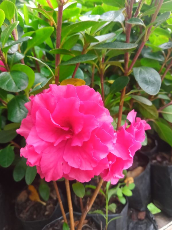 Azalea Shanghai Baby (Double Flower)