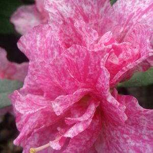 Azalea Pink Super Variegated (Double Flower)