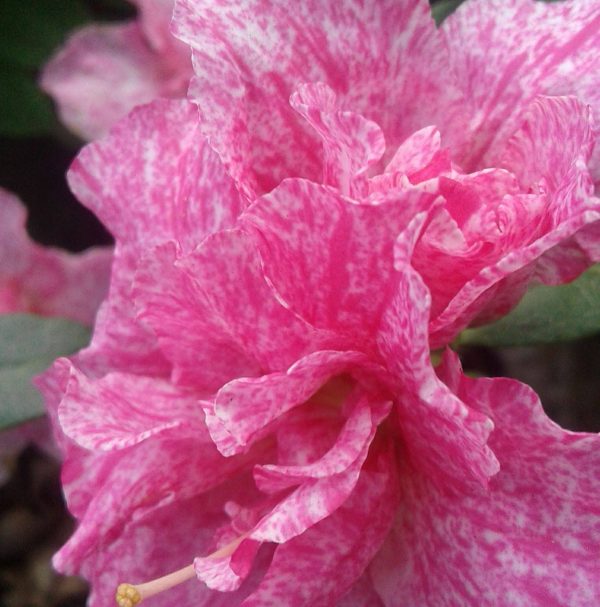 Azalea Pink Super Variegated (Double Flower)