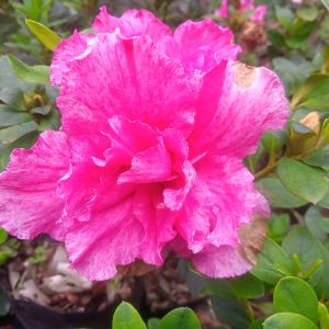 Azalea Belgian Pink (Double Flower)