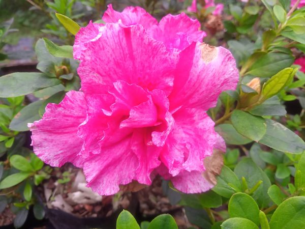 Azalea Belgian Pink (Double Flower)