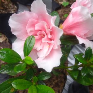 Azalea Light Pink Cock Flower Hybrid – Double Flower Plant