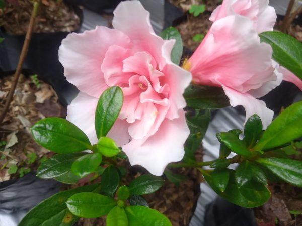 Azalea Light Pink Cock Flower Hybrid – Double Flower Plant