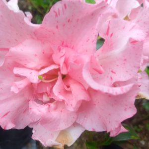 Crimson Queen Hybrid (Double Flower)