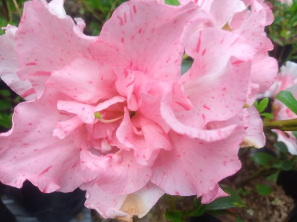 Crimson Queen Hybrid (Double Flower)