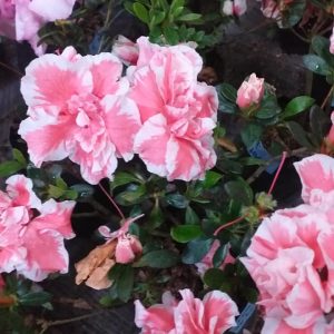 Azalea California Doll Variegated (Double Flower)