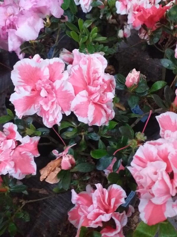 Azalea California Doll Variegated (Double Flower)