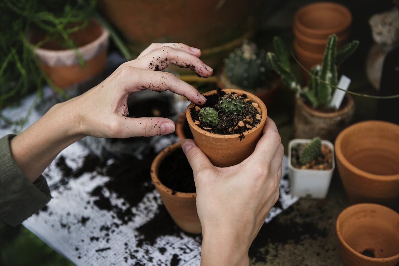 Troubleshooting Common Cactus Problems: Yellowing, Shrinking, and More