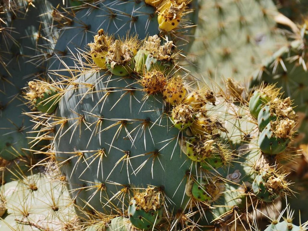 Mushy cactus spot caused by overwatering