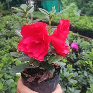 Azalea 'Super Red' – Fiery Red Blooms for Bold Green Corners
