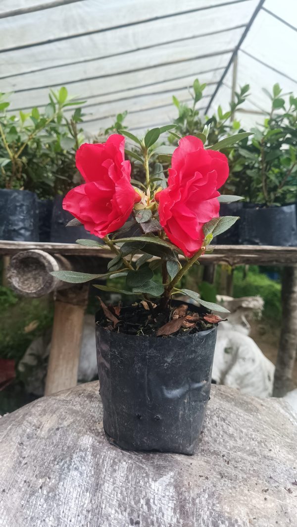 Azalea 'Super Red' – Fiery Red Blooms for Bold Green Corners - Image 3