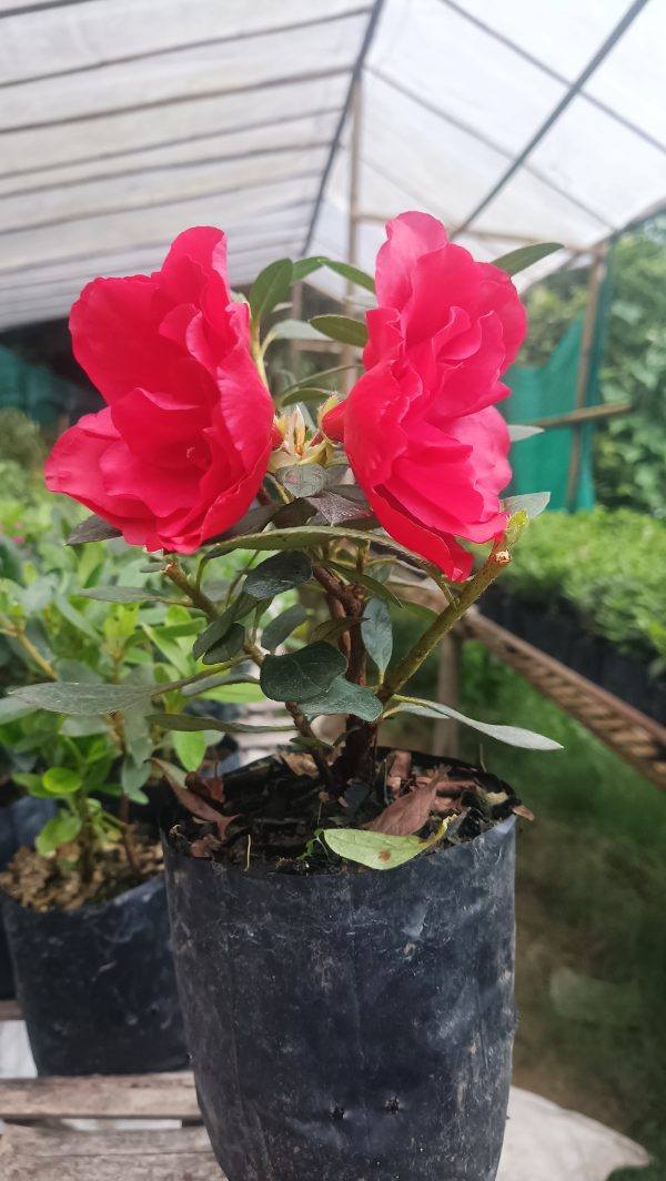 Azalea 'Super Red' – Fiery Red Blooms for Bold Green Corners - Image 4
