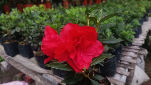 Azalea 'Super Red' – Fiery Red Blooms for Bold Green Corners - Image 5