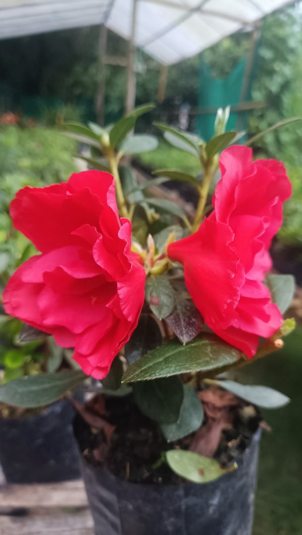 Azalea 'Super Red' – Fiery Red Blooms for Bold Green Corners - Image 6