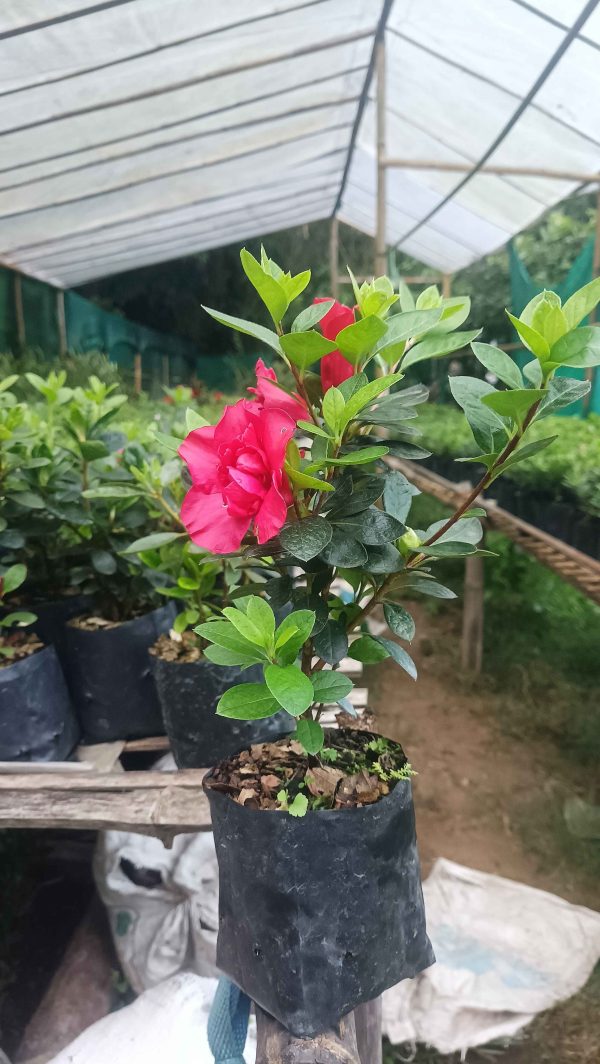 Azalea 'Super Red Hybrid' – Intense Red Blooms for Stunning Displays - Image 2