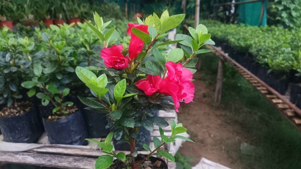 Azalea 'Super Red Hybrid' – Intense Red Blooms for Stunning Displays - Image 3