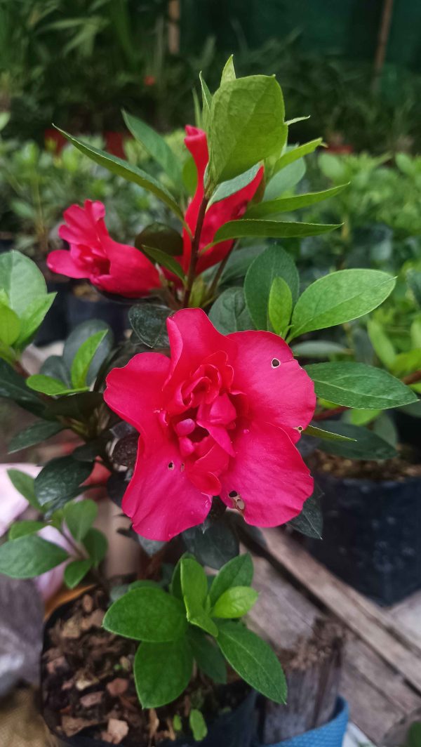 Azalea 'Super Red Hybrid' – Intense Red Blooms for Stunning Displays - Image 4