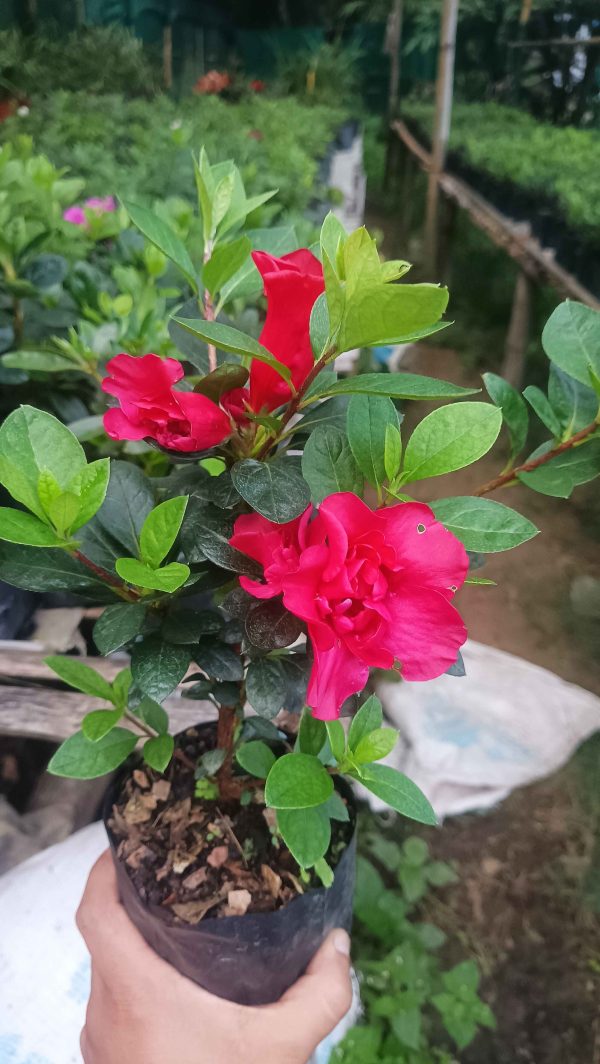 Azalea 'Super Red Hybrid' – Intense Red Blooms for Stunning Displays - Image 5