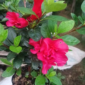 Azalea 'Super Red Hybrid' – Intense Red Blooms for Stunning Displays