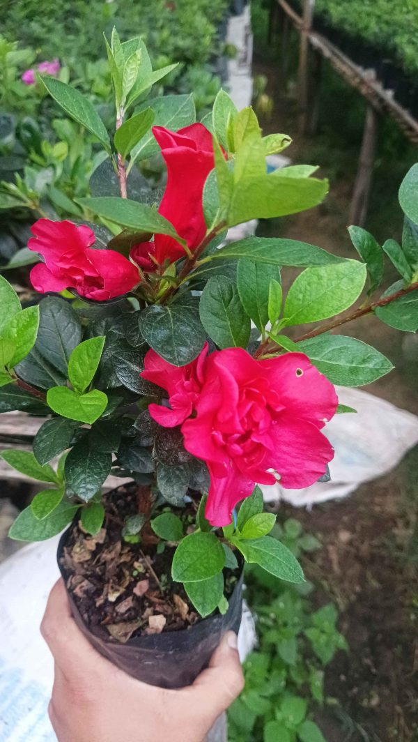 Azalea 'Super Red Hybrid' – Intense Red Blooms for Stunning Displays