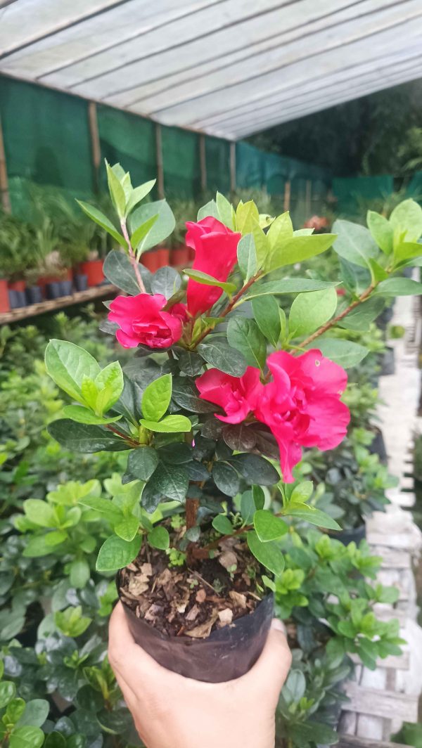 Azalea 'Super Red Hybrid' – Intense Red Blooms for Stunning Displays - Image 7