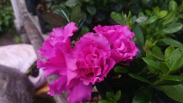 Azalea 'Shanghai Baby' – Compact Beauty with Delicate Blooms - Image 3