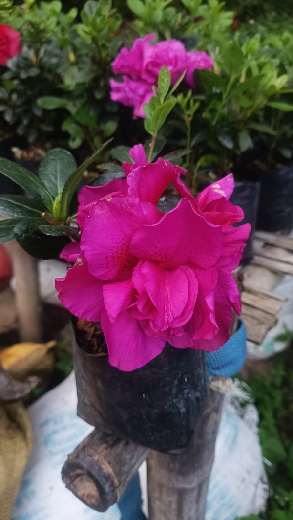 Azalea 'Shanghai Baby' – Compact Beauty with Delicate Blooms - Image 4