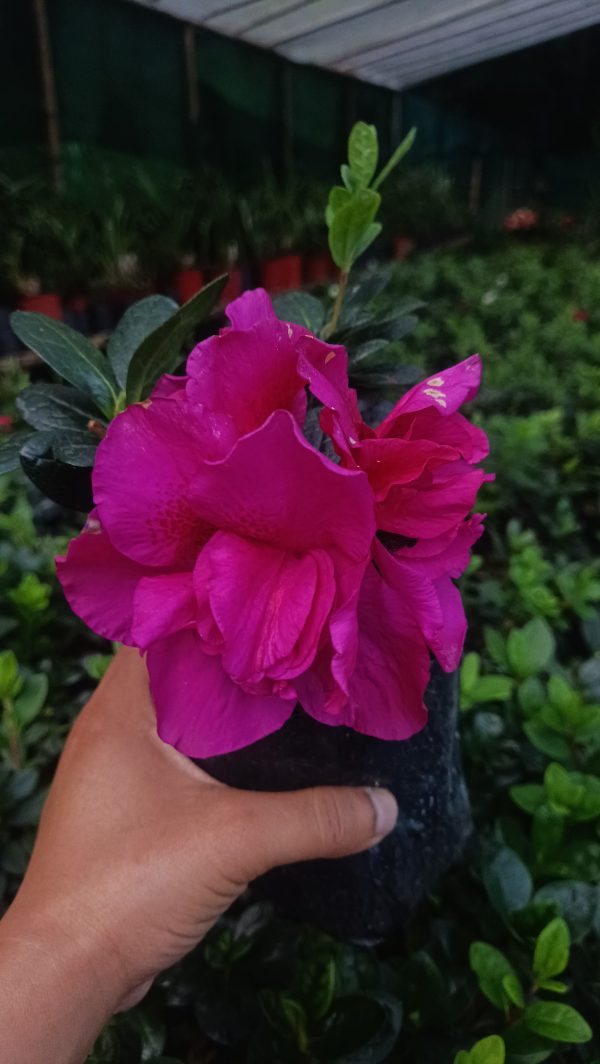 Azalea 'Shanghai Baby' – Compact Beauty with Delicate Blooms - Image 5