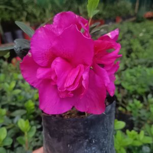 Azalea 'Shanghai Baby' – Compact Beauty with Delicate Blooms
