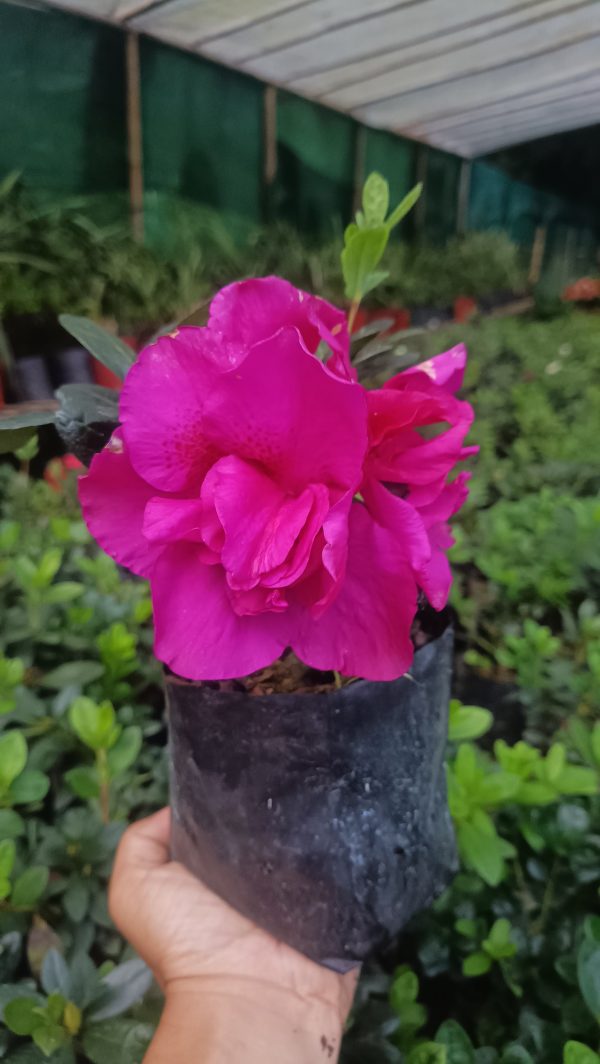 Azalea 'Shanghai Baby' – Compact Beauty with Delicate Blooms
