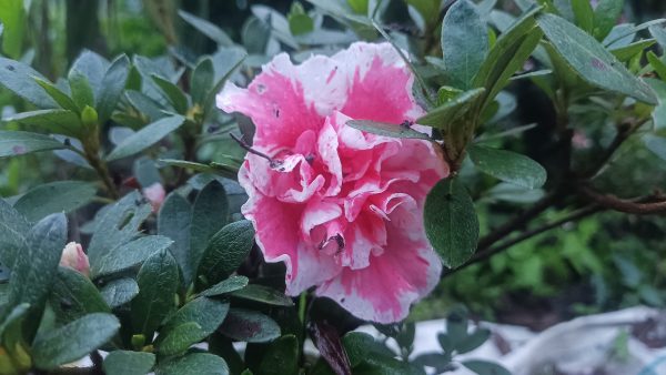 Azalea 'California Doll' – Soft Pink Petals for Elegant Spaces - Image 4