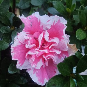 Azalea 'California Doll' – Soft Pink Petals for Elegant Spaces