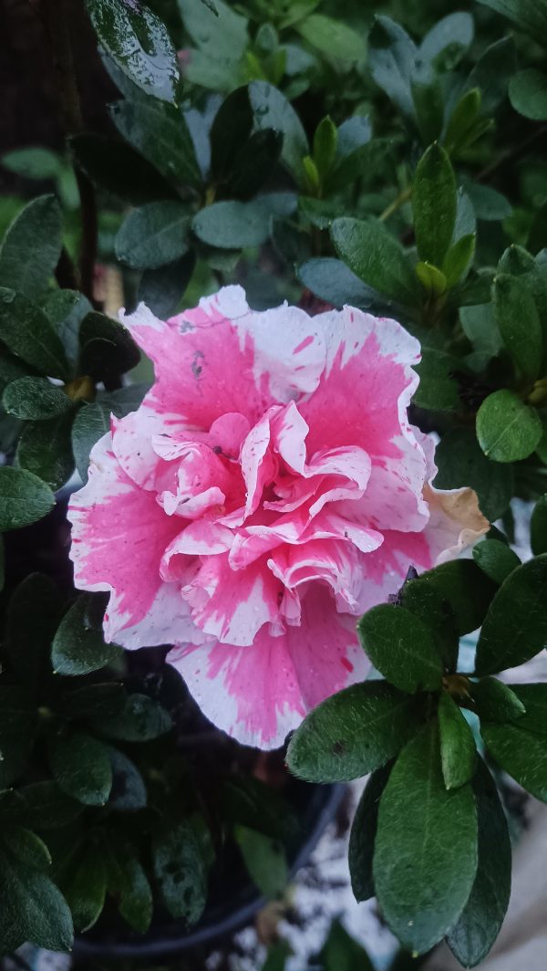 Azalea 'California Doll' – Soft Pink Petals for Elegant Spaces