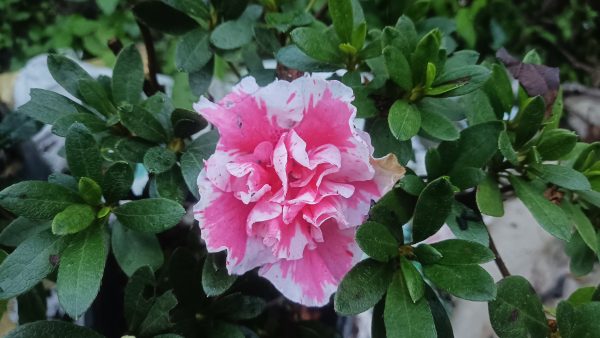 Azalea 'California Doll' – Soft Pink Petals for Elegant Spaces - Image 6